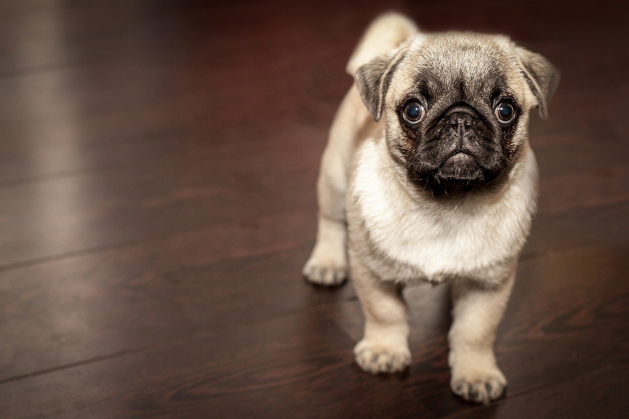 Constipation in Dogs: Signs, Causes, & Remedies